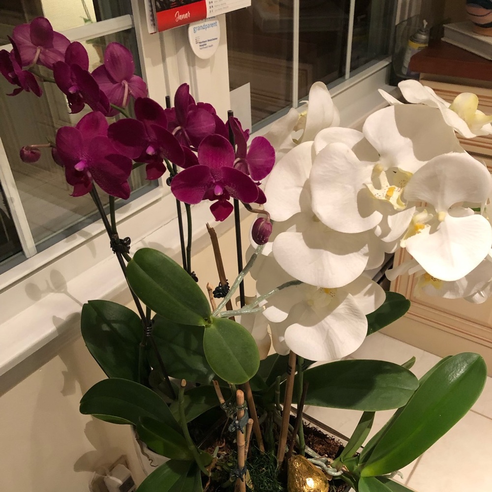 Meet your Posher, Tereza